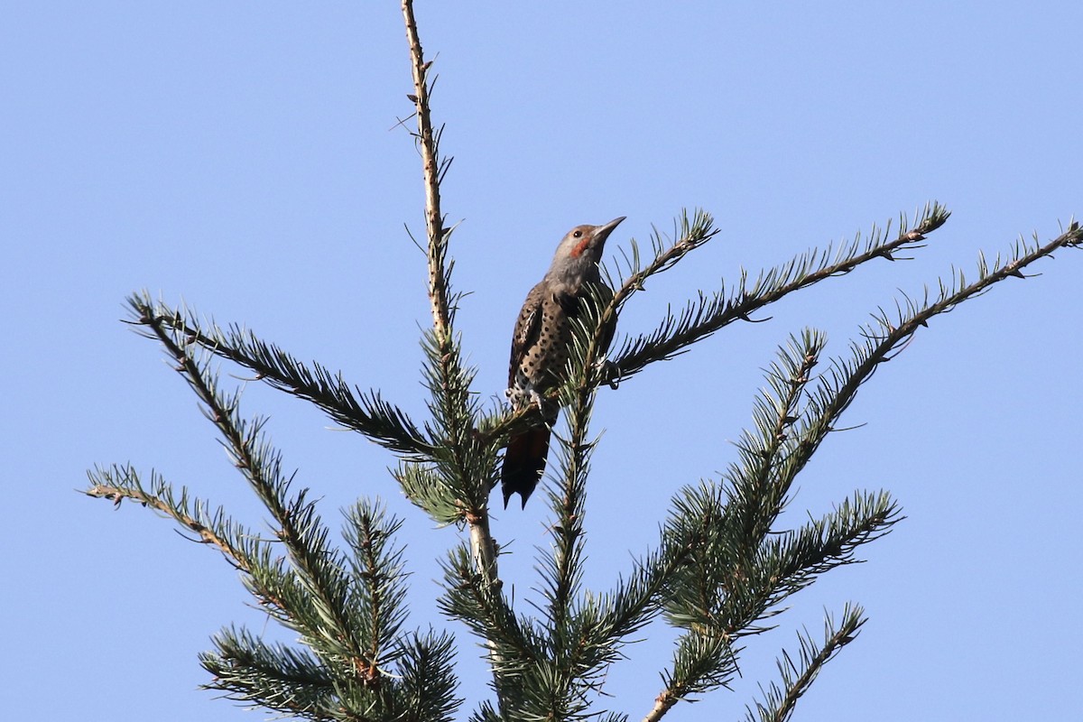 Northern Flicker - ML641120120