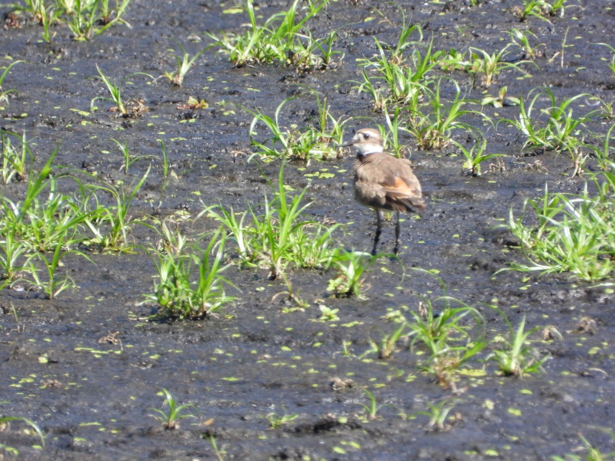 Killdeer - ML641120140