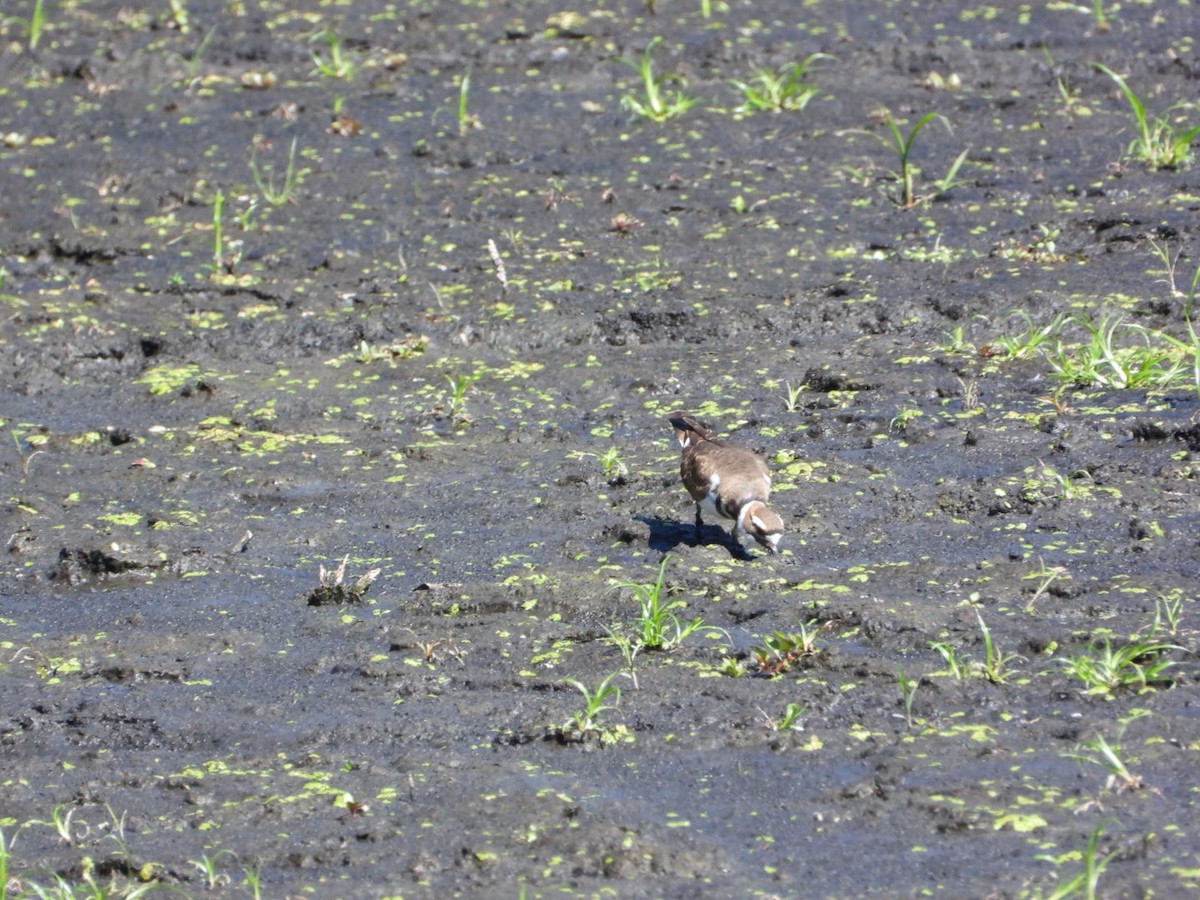 Killdeer - ML641120141