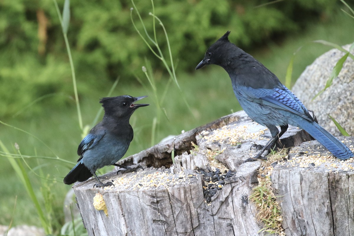 Steller's Jay - ML641120159