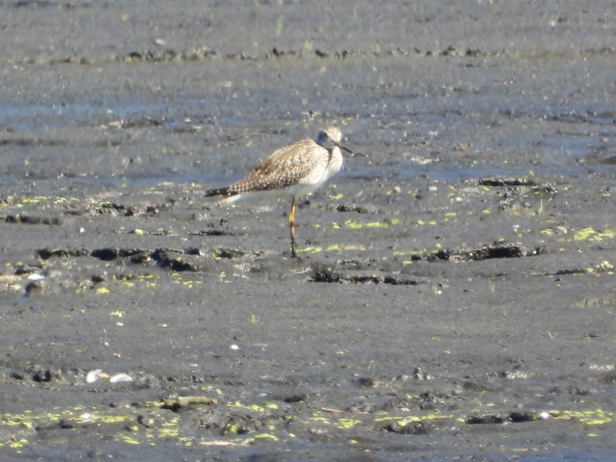 Lesser Yellowlegs - ML641120162