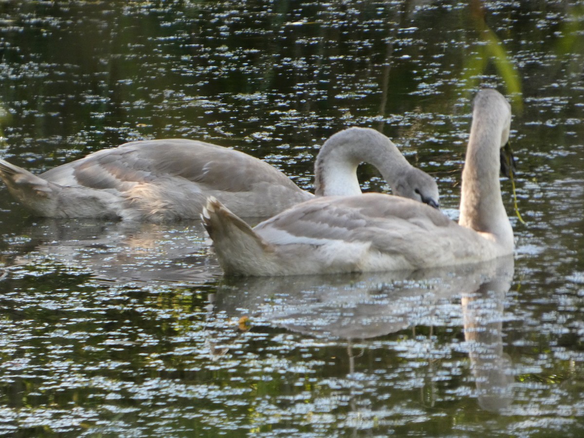 Mute Swan - ML641120171