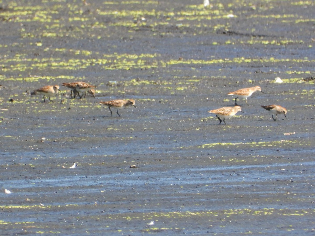 Least Sandpiper - ML641120184