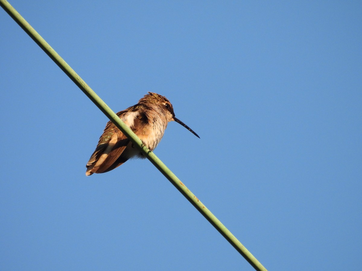 Black-chinned Hummingbird - ML641120196