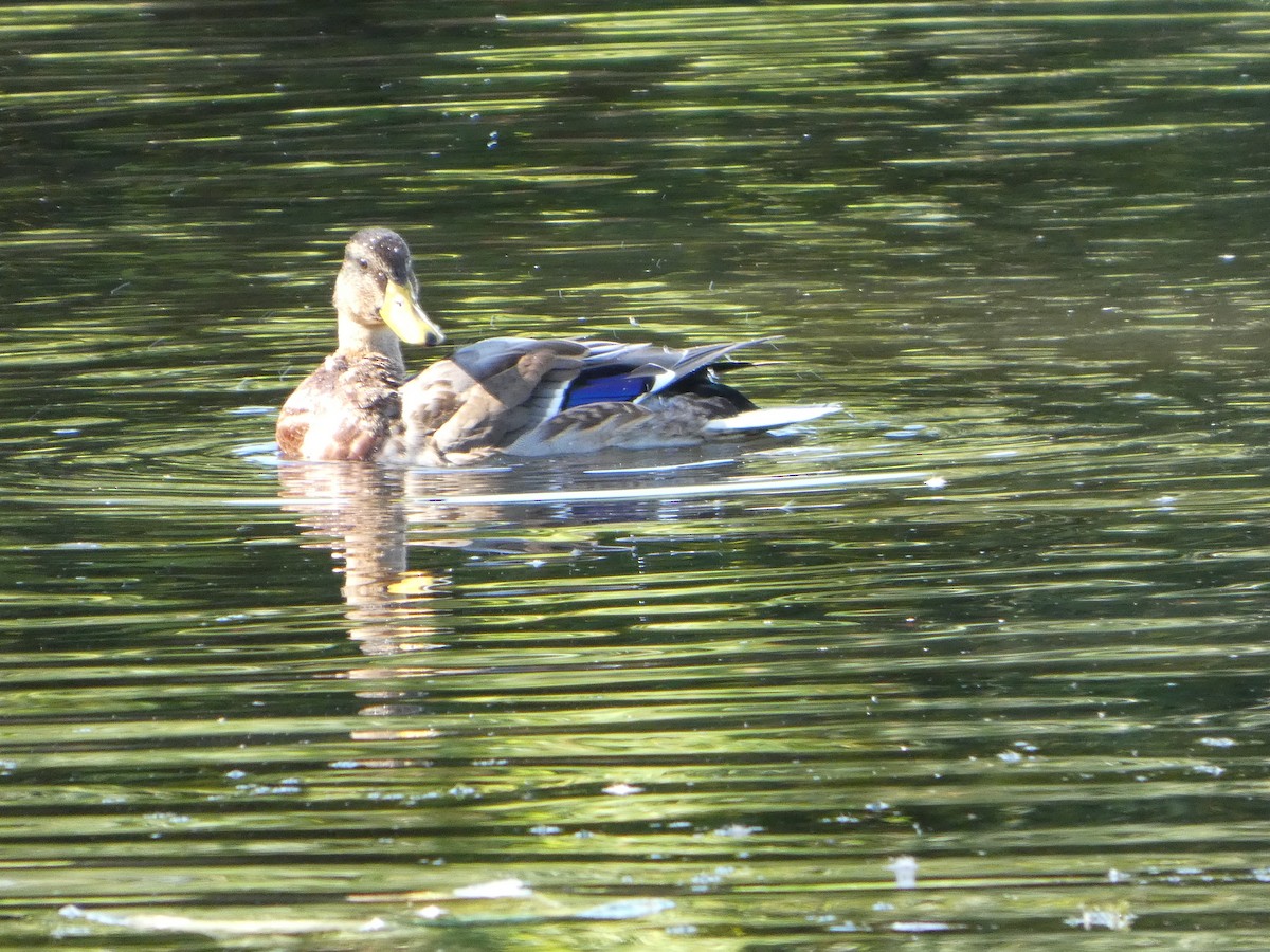 Mallard - ML641120205