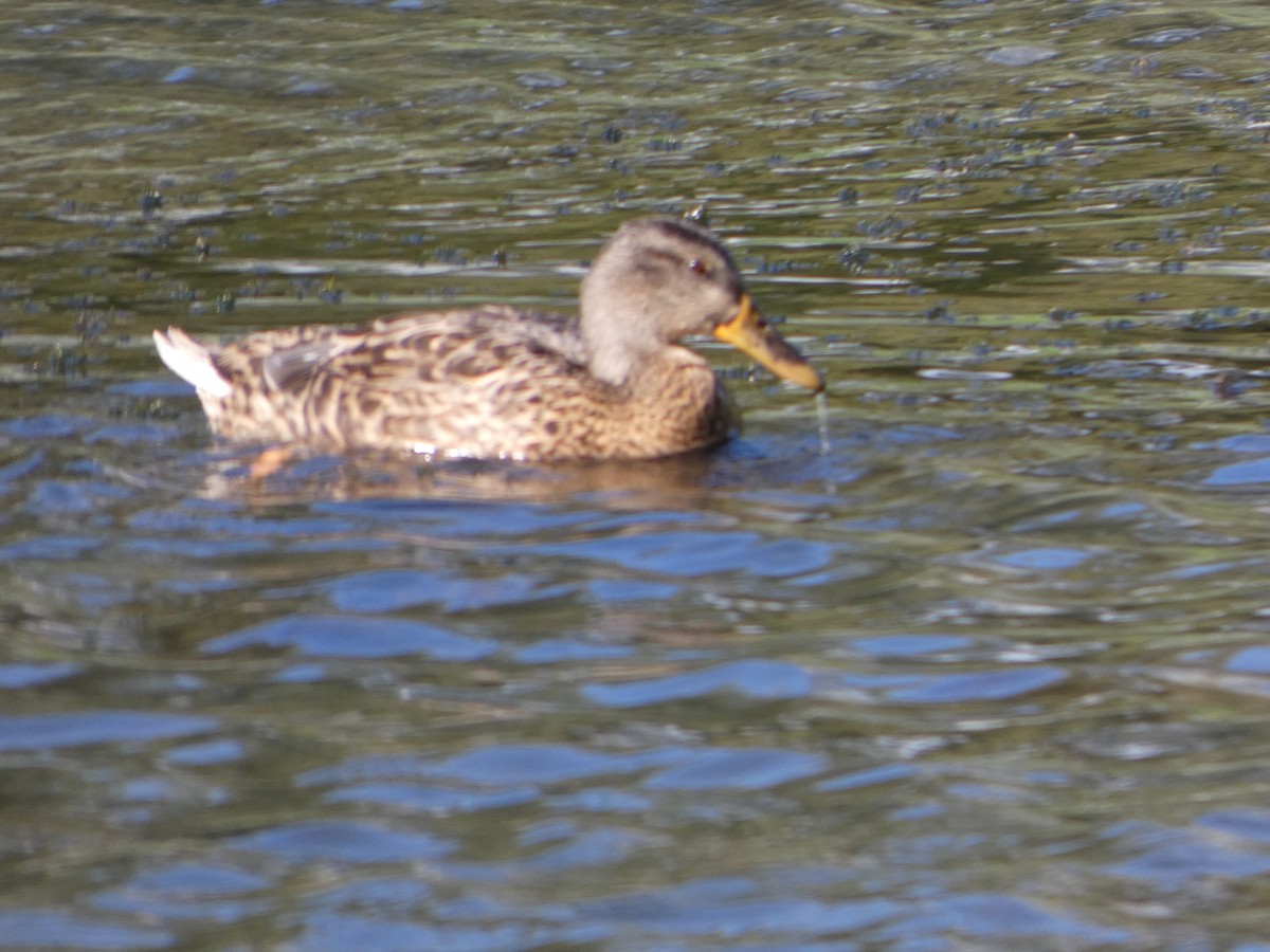 Mallard - ML641120206