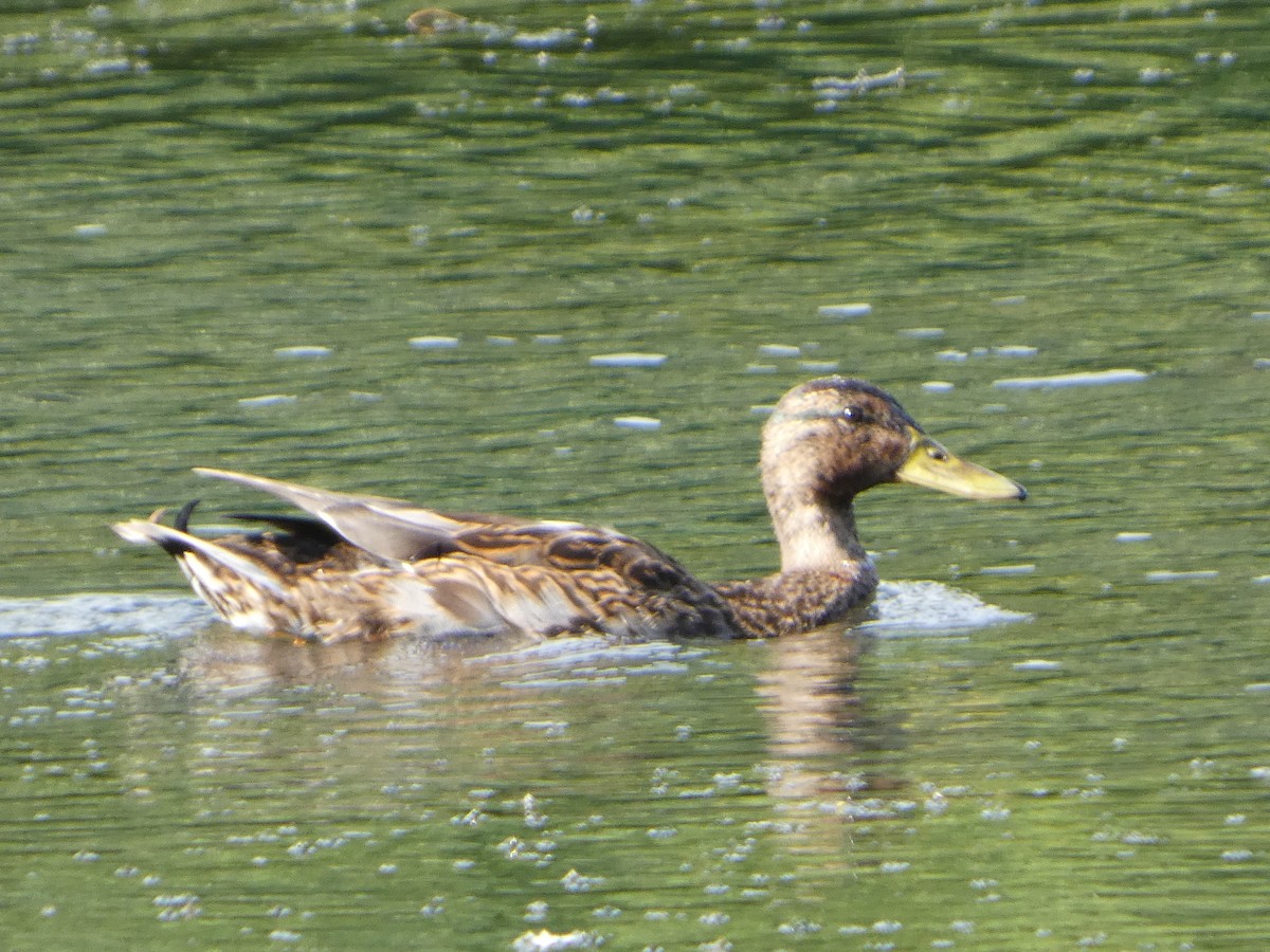 Mallard - ML641120207