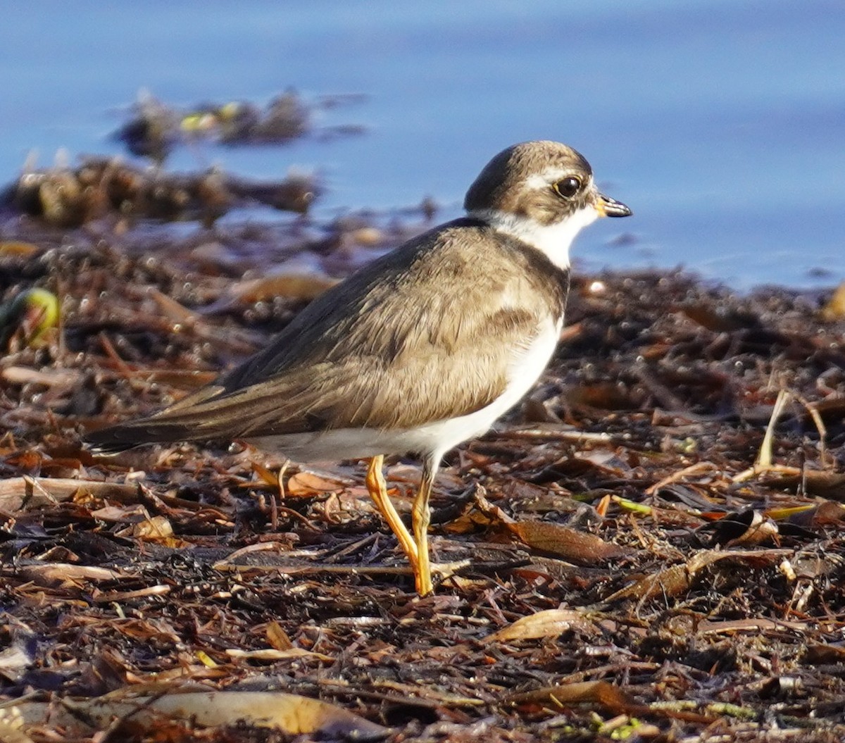 Semipalmated Plover - ML641120217