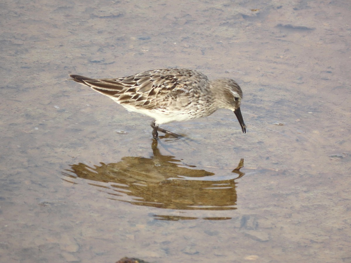 White-rumped Sandpiper - ML641120222
