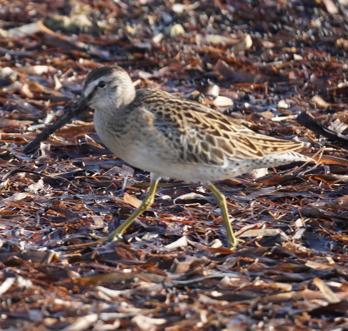Short-billed Dowitcher - ML641120223