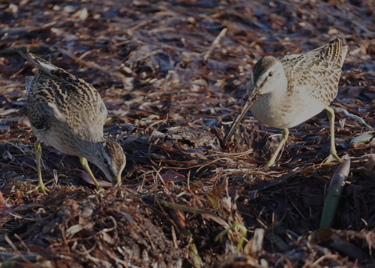 Short-billed Dowitcher - ML641120224
