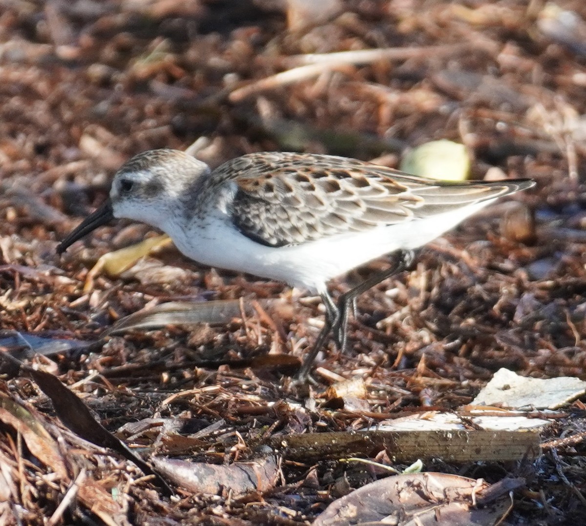 Semipalmated Sandpiper - ML641120256