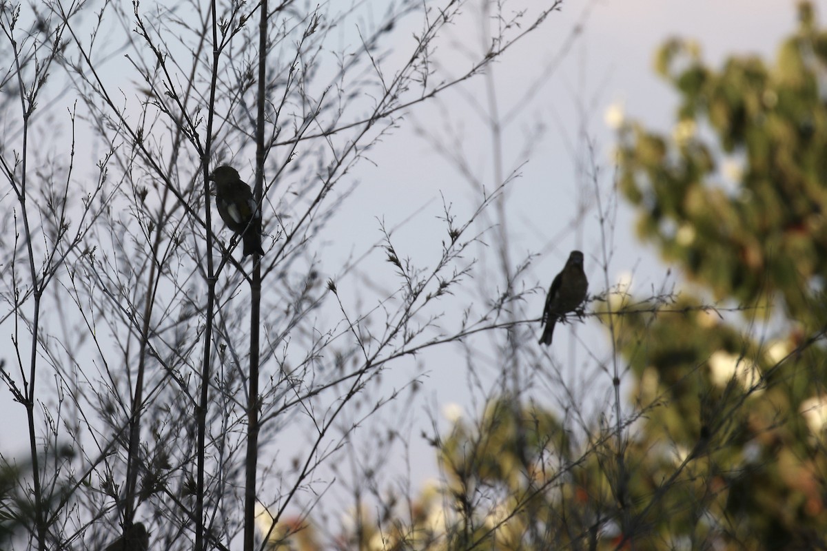 Evening Grosbeak - ML641120260