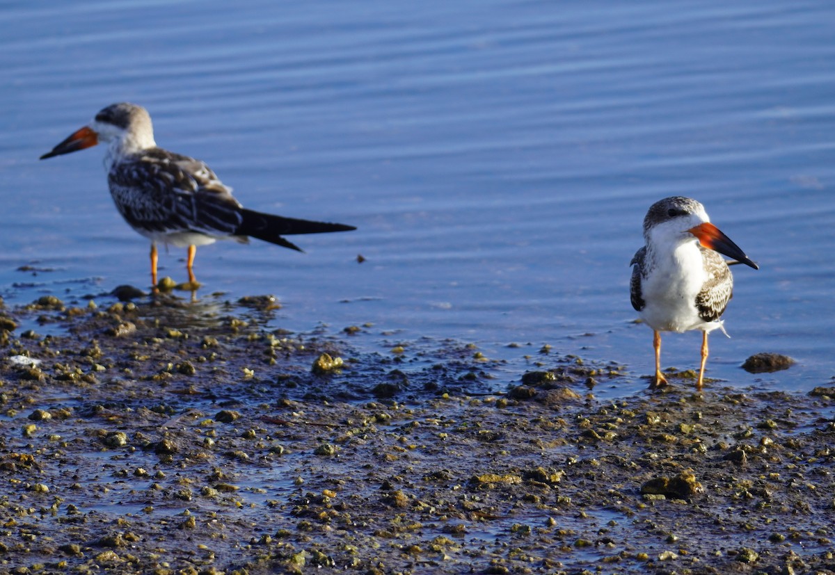 Black Skimmer - ML641120267