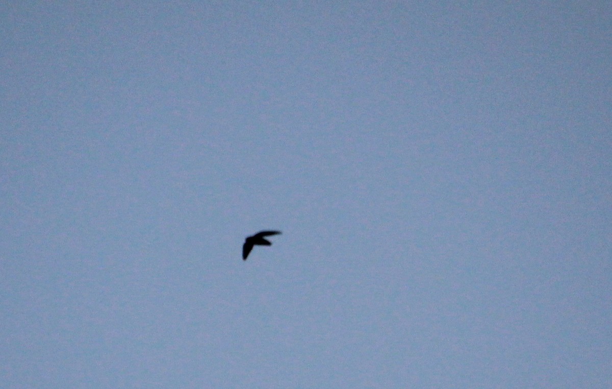 Chimney Swift - ML641120271