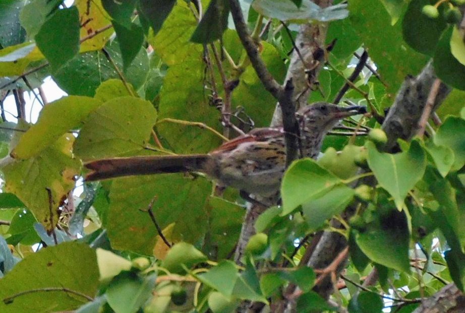 Brown Thrasher - ML641120278