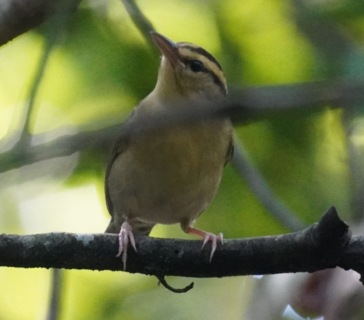 Worm-eating Warbler - ML641120284