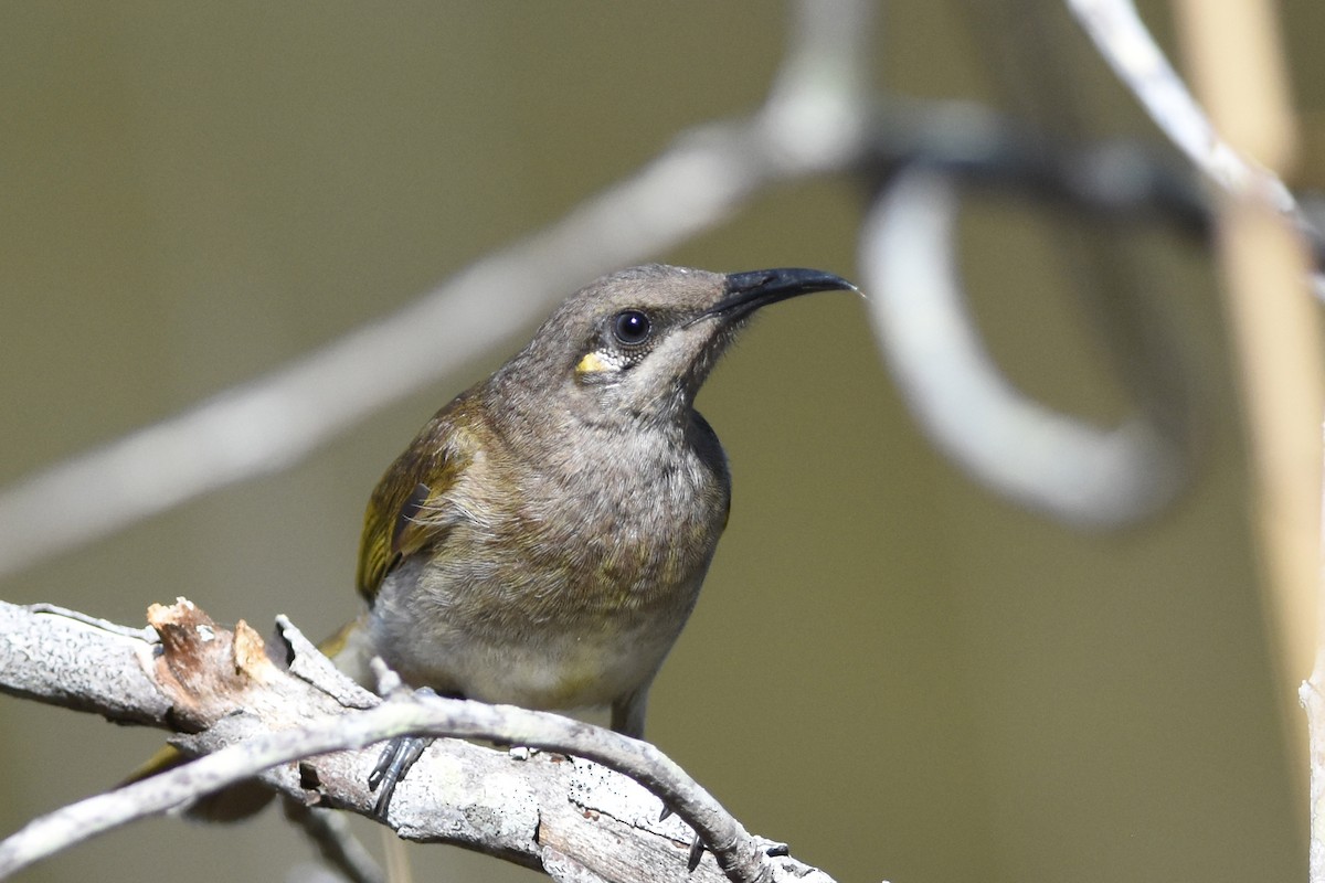 Brown Honeyeater - ML641120285