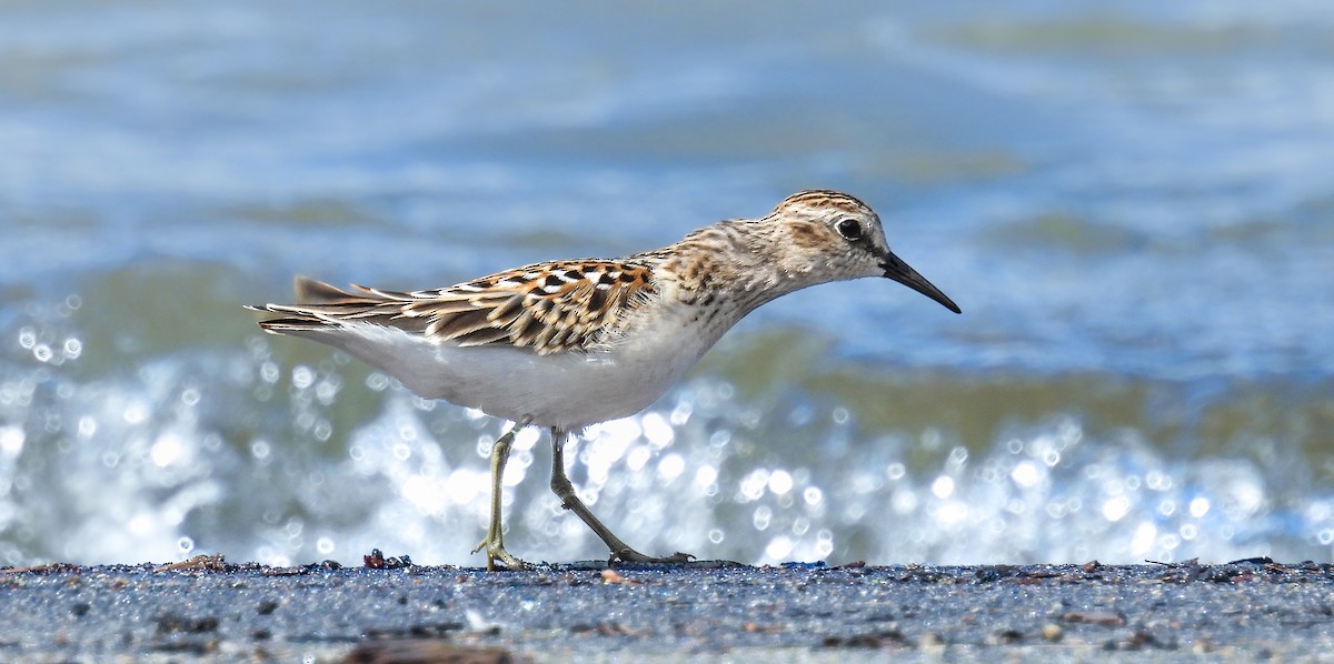 Least Sandpiper - ML641120287