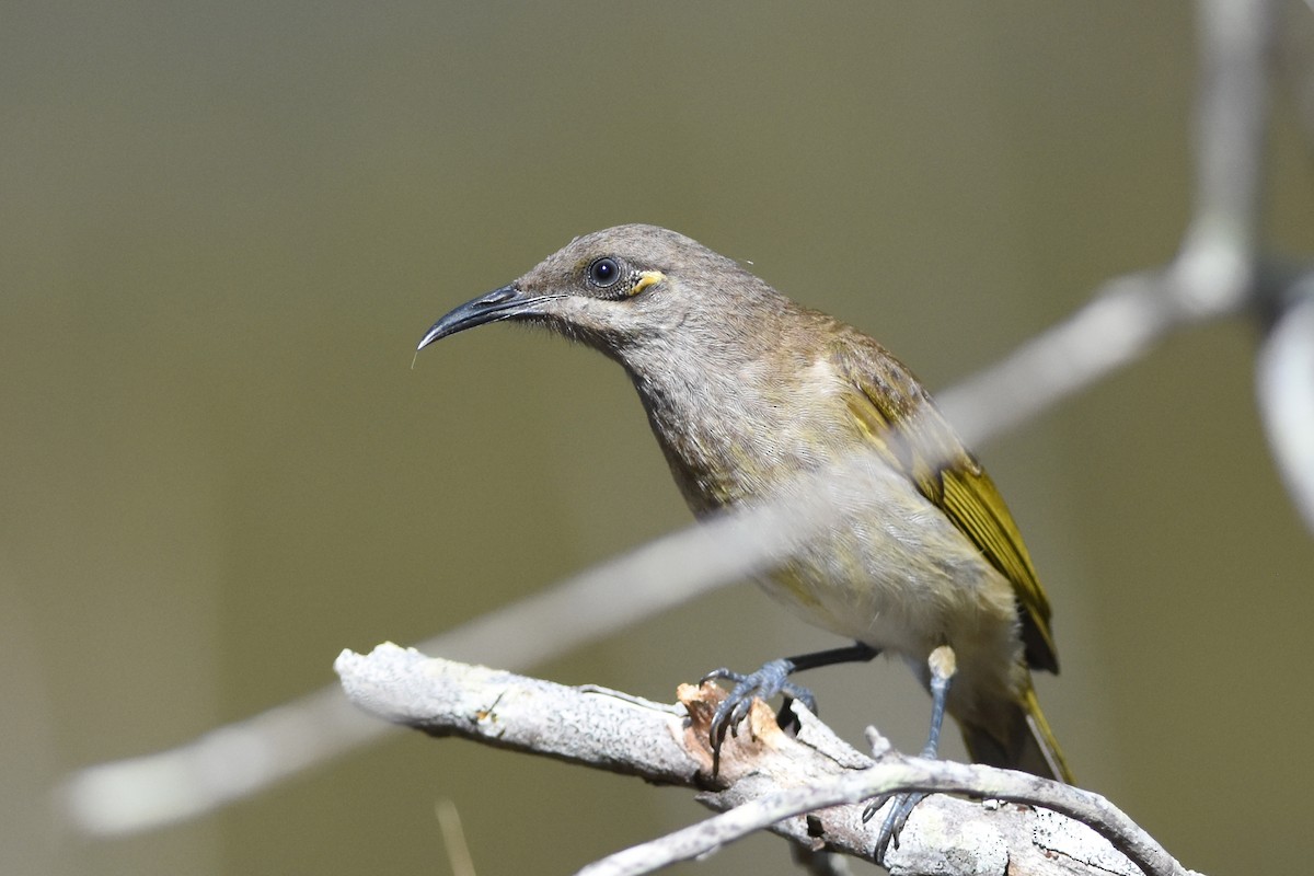 Brown Honeyeater - ML641120288
