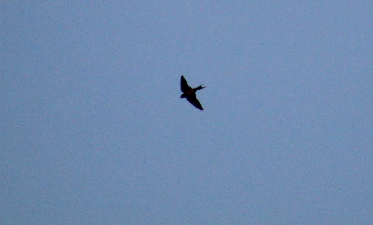 Hirondelle rustique - ML641120299