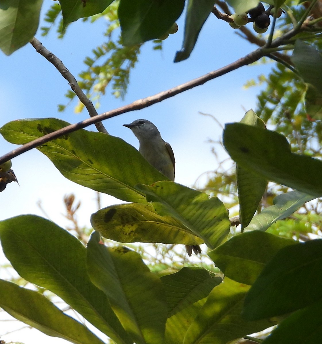 Small Minivet - ML641120309