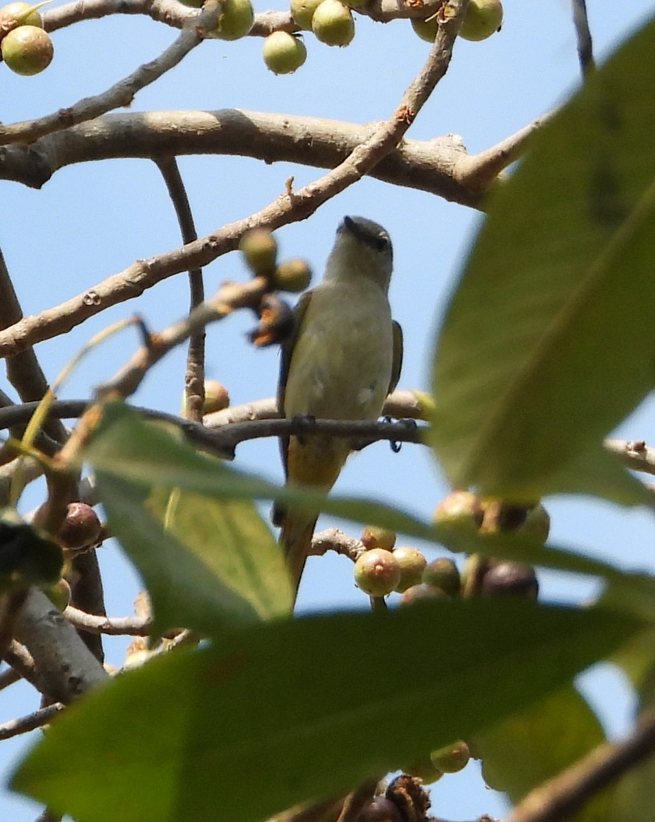 Small Minivet - ML641120310