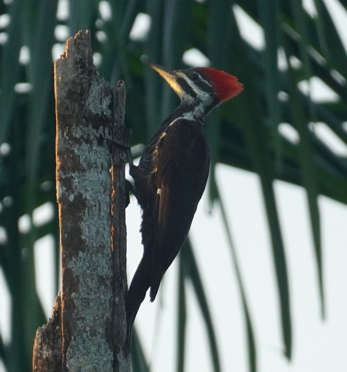 Pileated Woodpecker - ML641120311