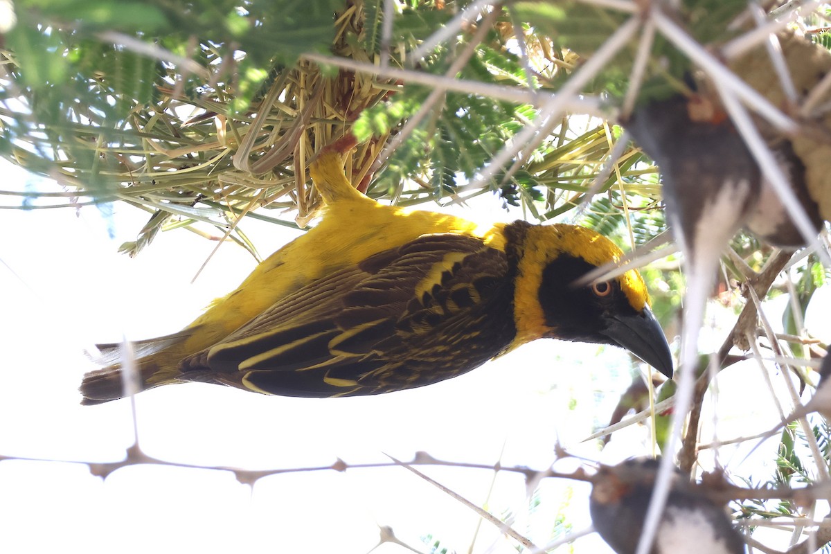 Fox's Weaver - ML641120320