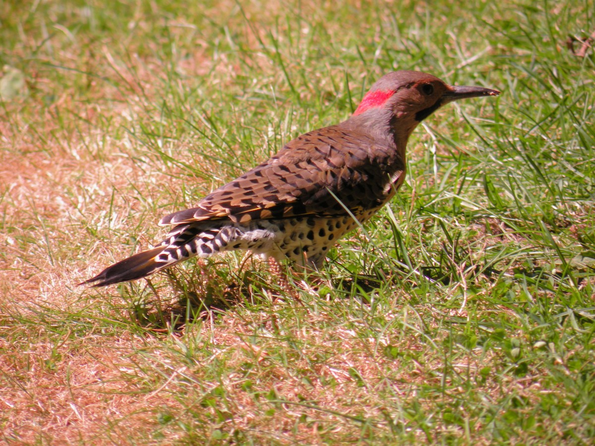 Northern Flicker - ML641120322