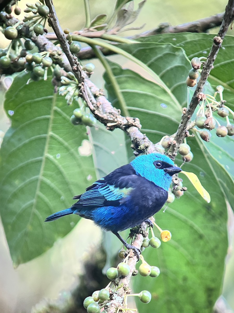 Blue-necked Tanager - ML641120367