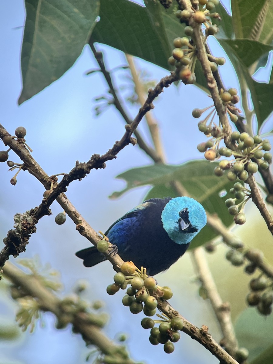 Blue-necked Tanager - ML641120368