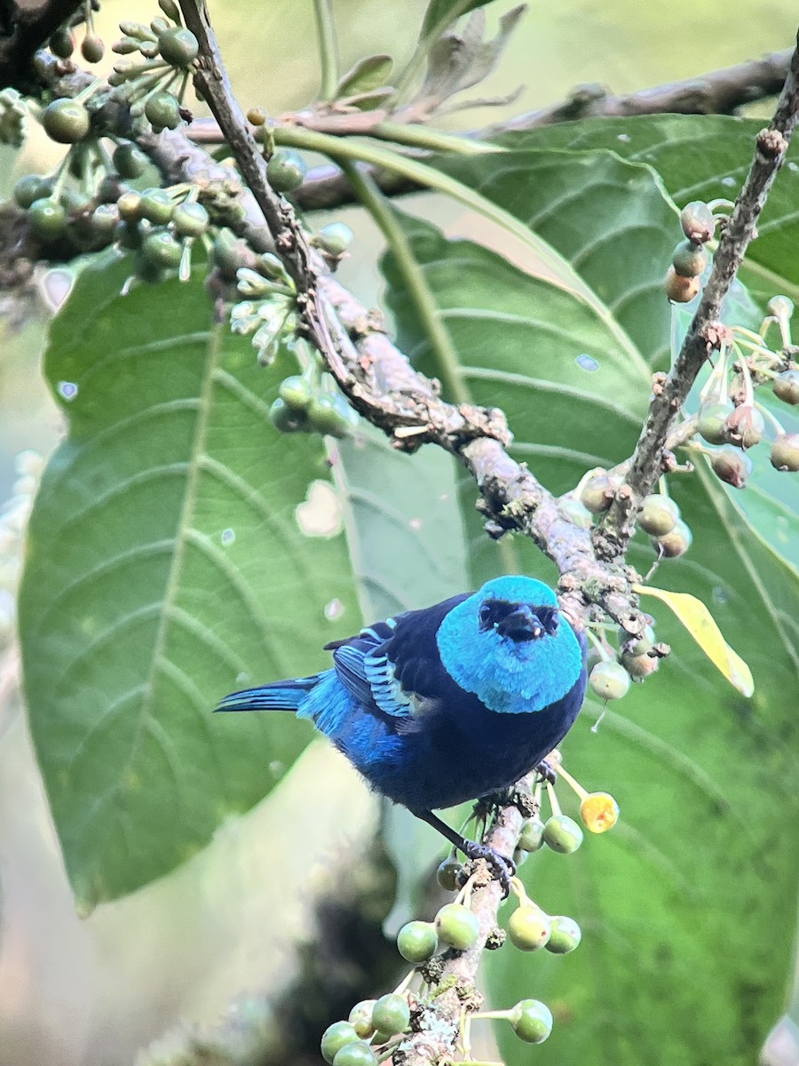 Blue-necked Tanager - ML641120369