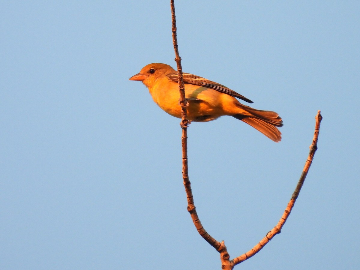Western Tanager - ML641120395
