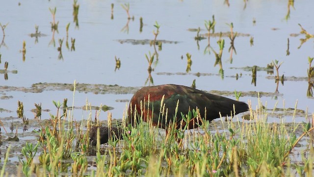 Glossy Ibis - ML641120426
