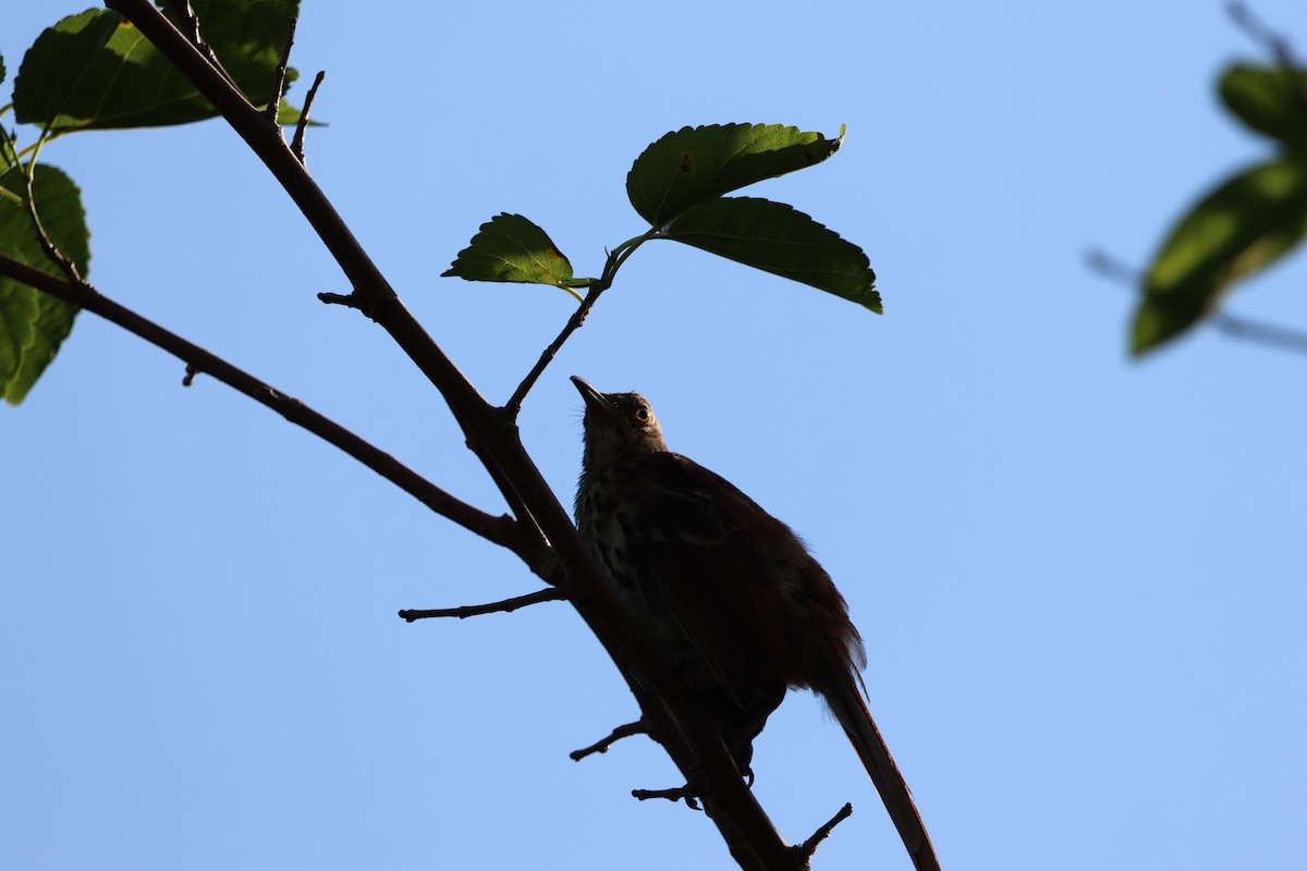 Brown Thrasher - ML641120427
