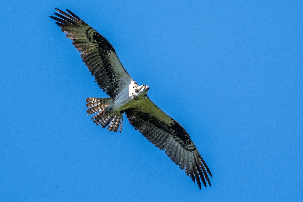 魚鷹 - ML641120440