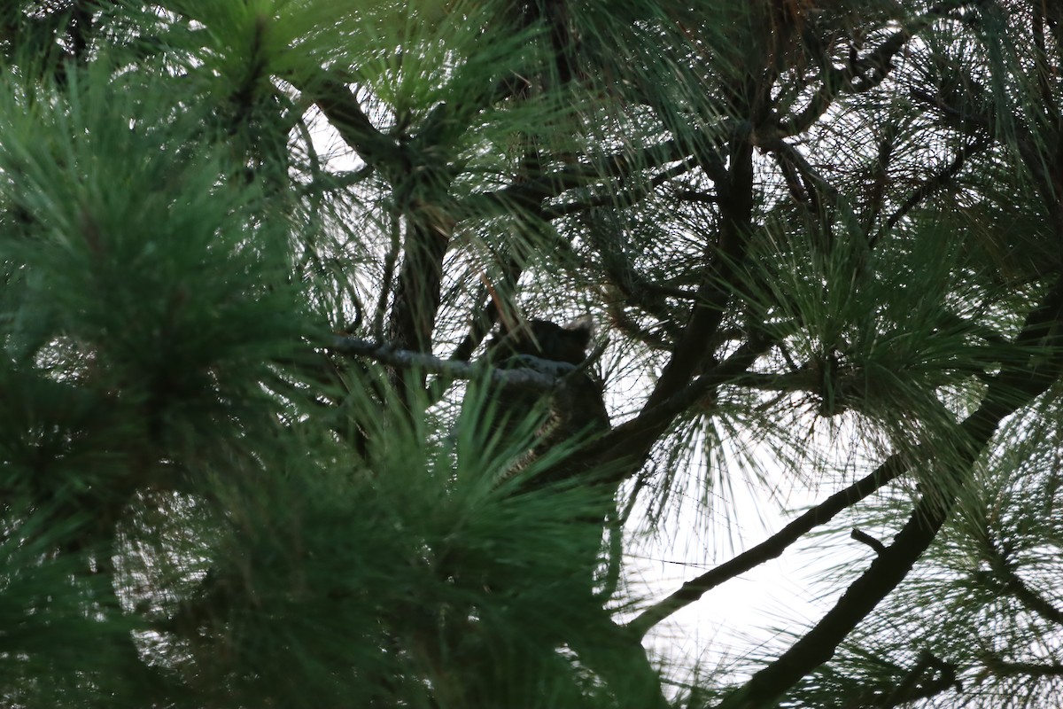 Great Horned Owl - ML641120470