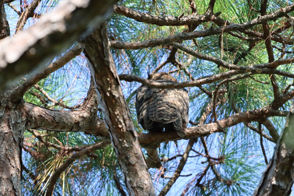 Great Horned Owl - ML641120471