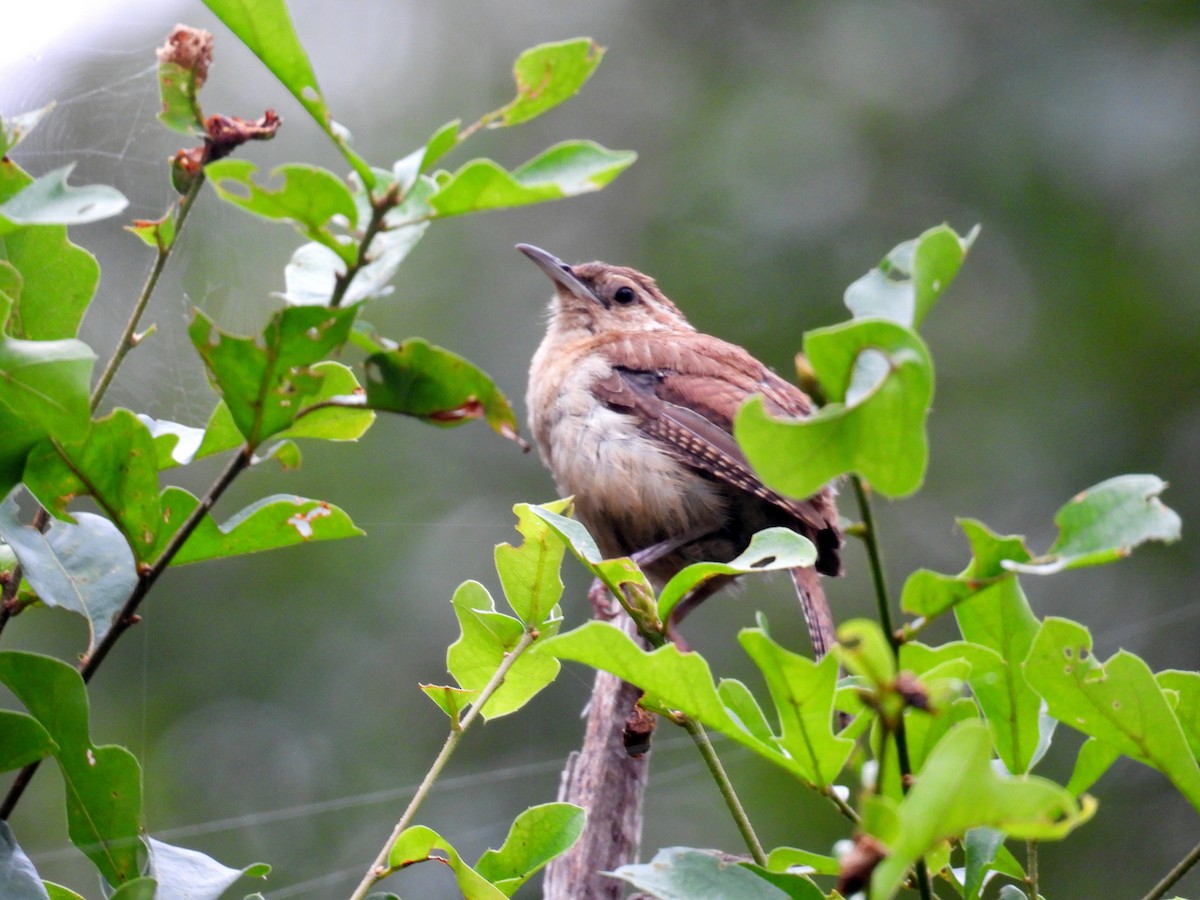 Carolina Wren - ML641120484
