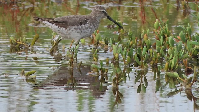 Stilt Sandpiper - ML641120488