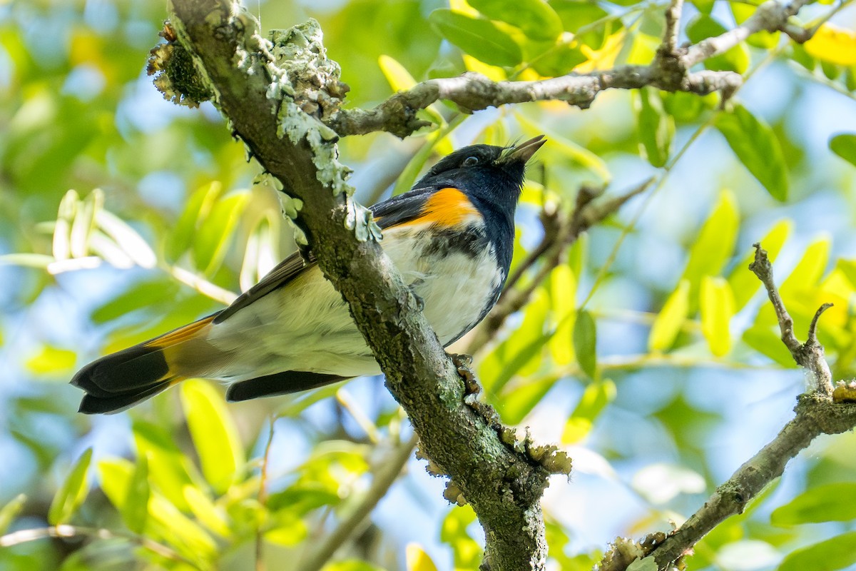 American Redstart - ML641120495