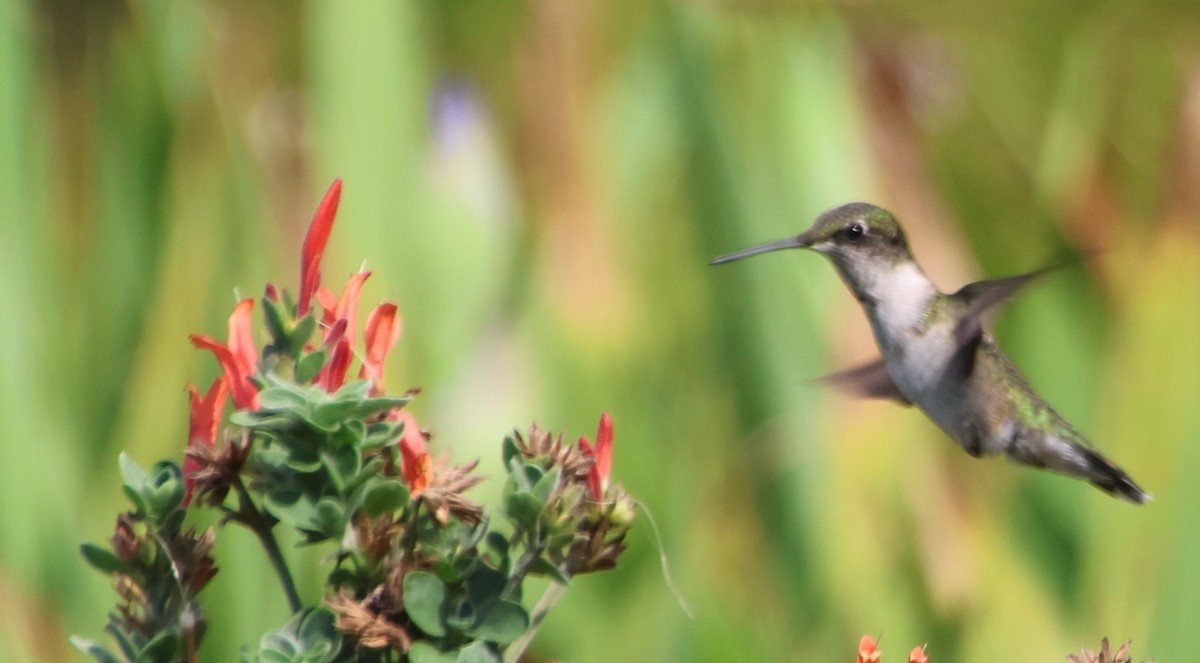 Ruby-throated Hummingbird - ML641120514