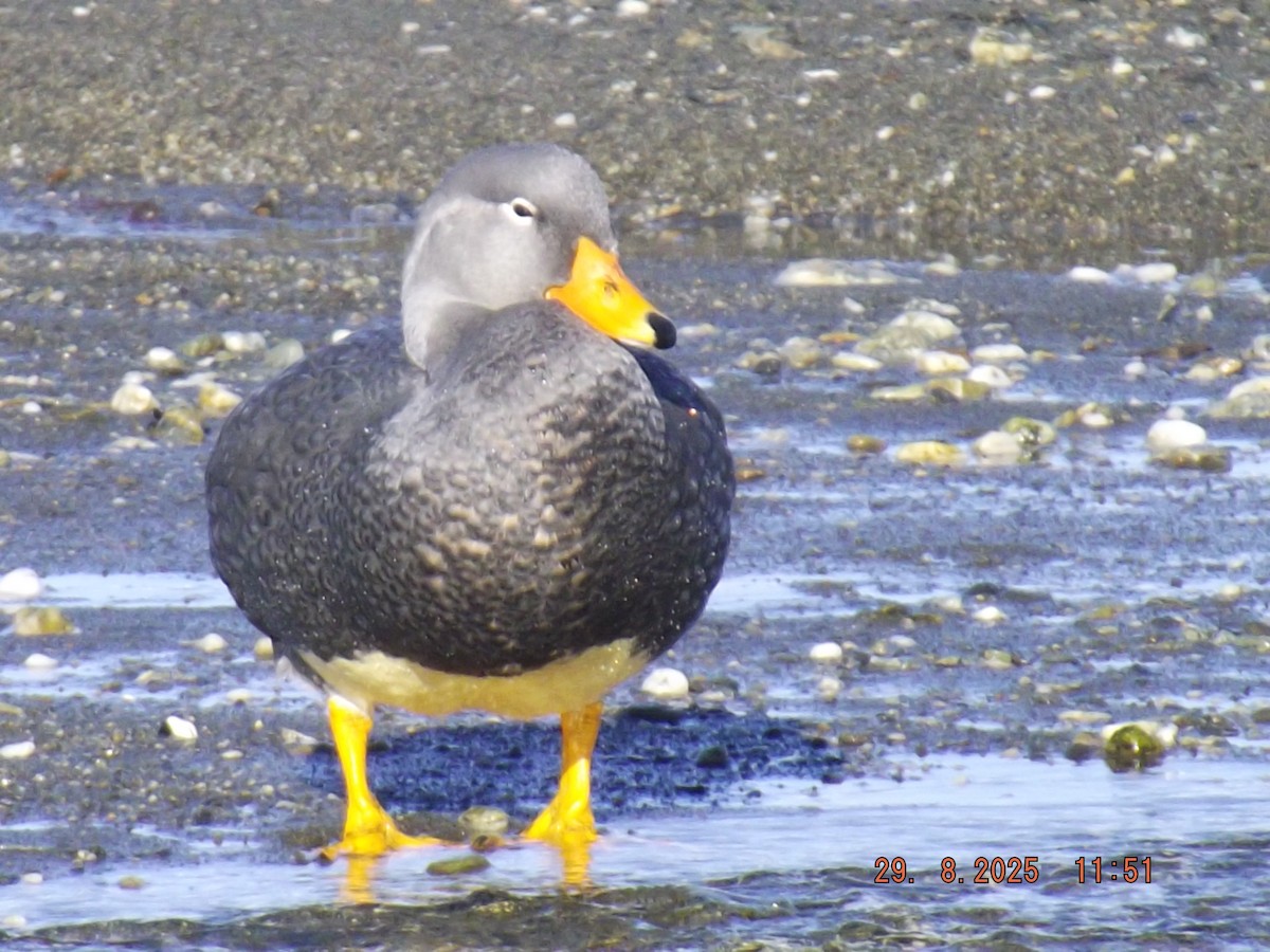 Flightless Steamer-Duck - ML641120522