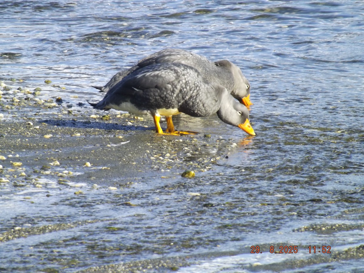 Flightless Steamer-Duck - ML641120525