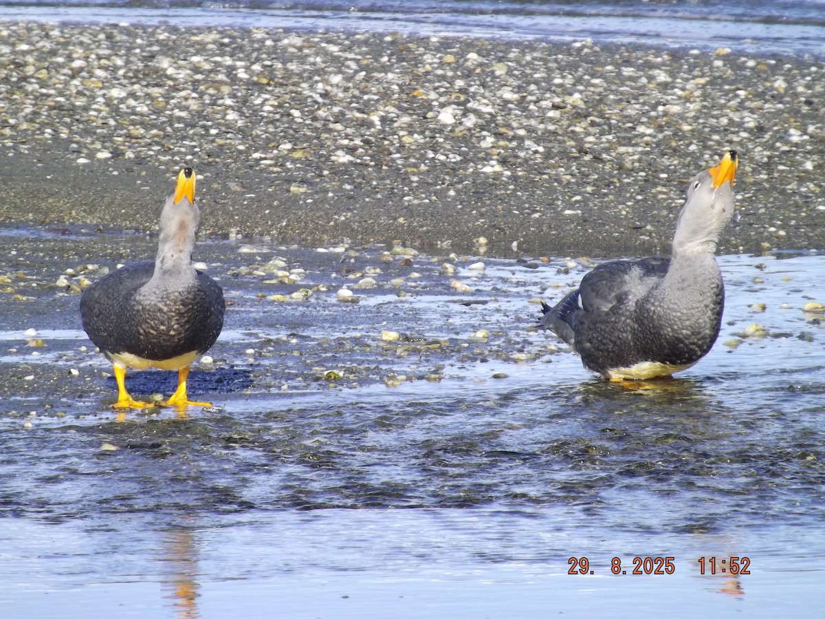 Flightless Steamer-Duck - ML641120528