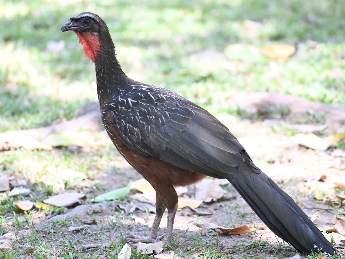 Kızıl Karınlı Guan - ML641120533