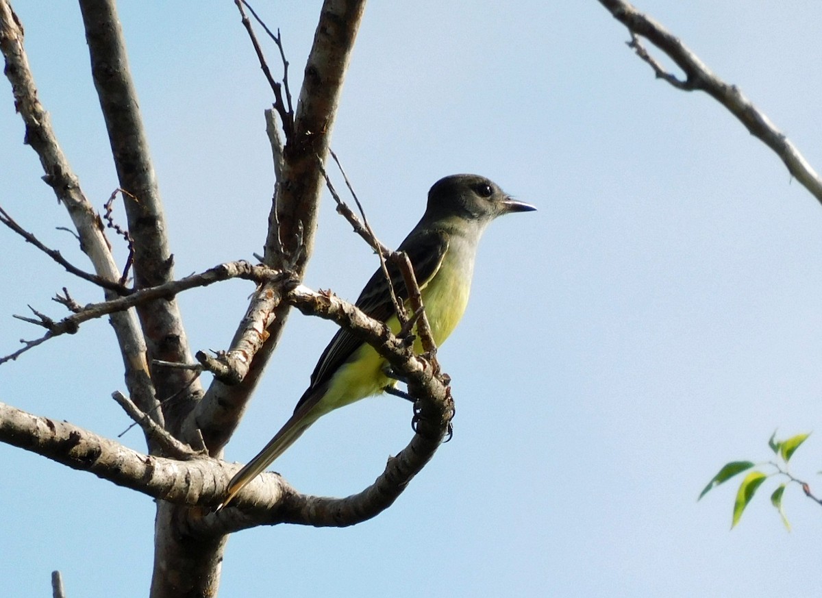 Great Crested Flycatcher - ML641120534