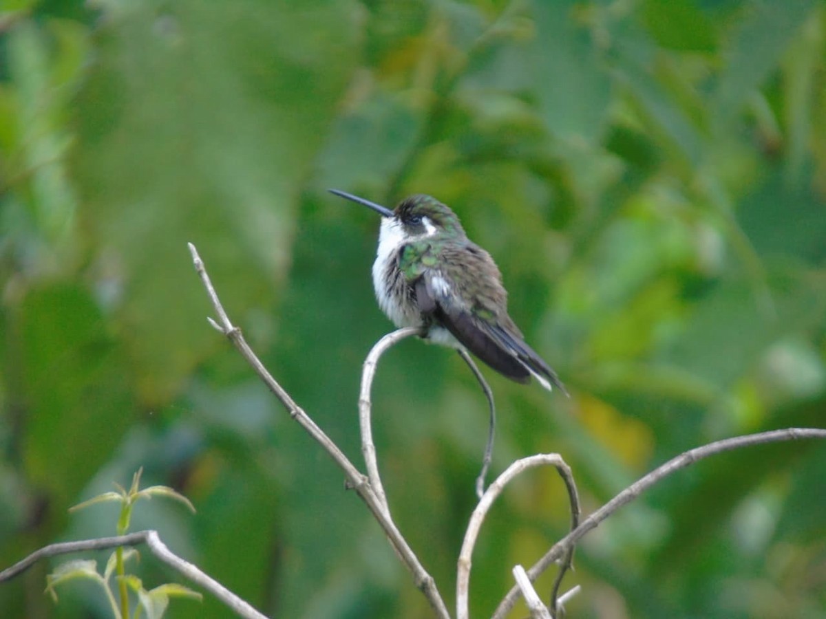 Green-throated Mountain-gem - ML641120537