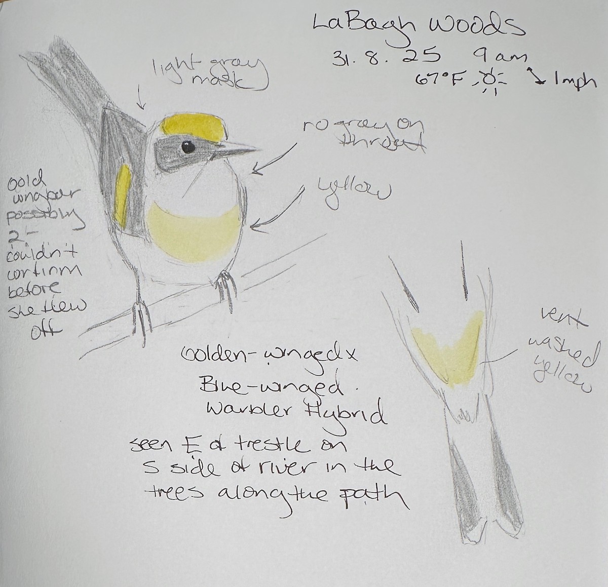 Golden-winged x Blue-winged Warbler (hybrid) - ML641120540